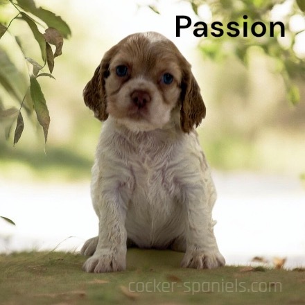 puppy, for, sale, Cocker Spaniel, Joe & Cherri  Overlease, dog, breeder, Miller, MO, dog-breeder, puppy-for-sale, forsale, nearby, find, puppyfind, locator, puppylocator, aca